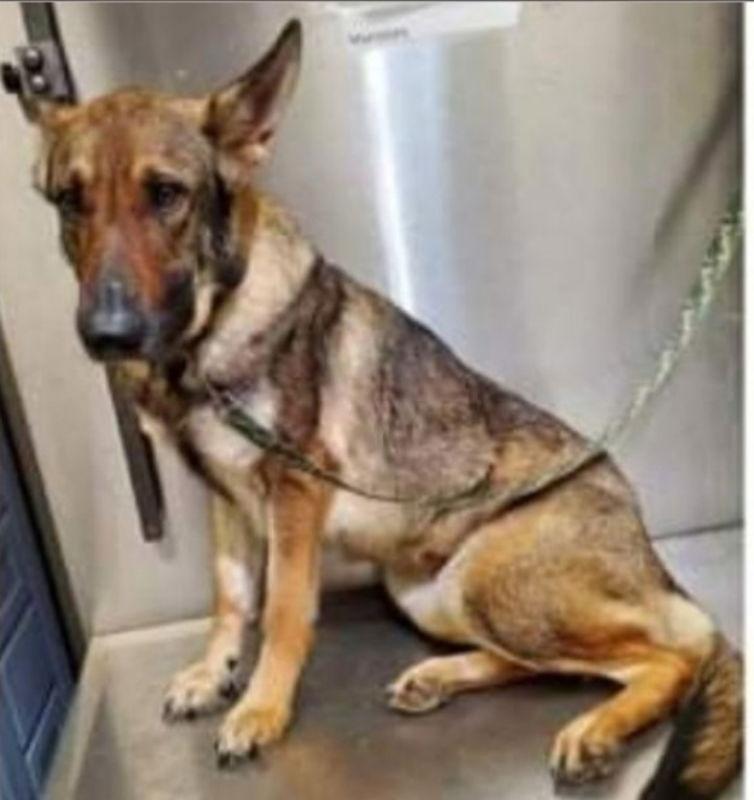 Autumn, a Adoptable German Shepherd Dog in Winston Salem, NC image 2/3