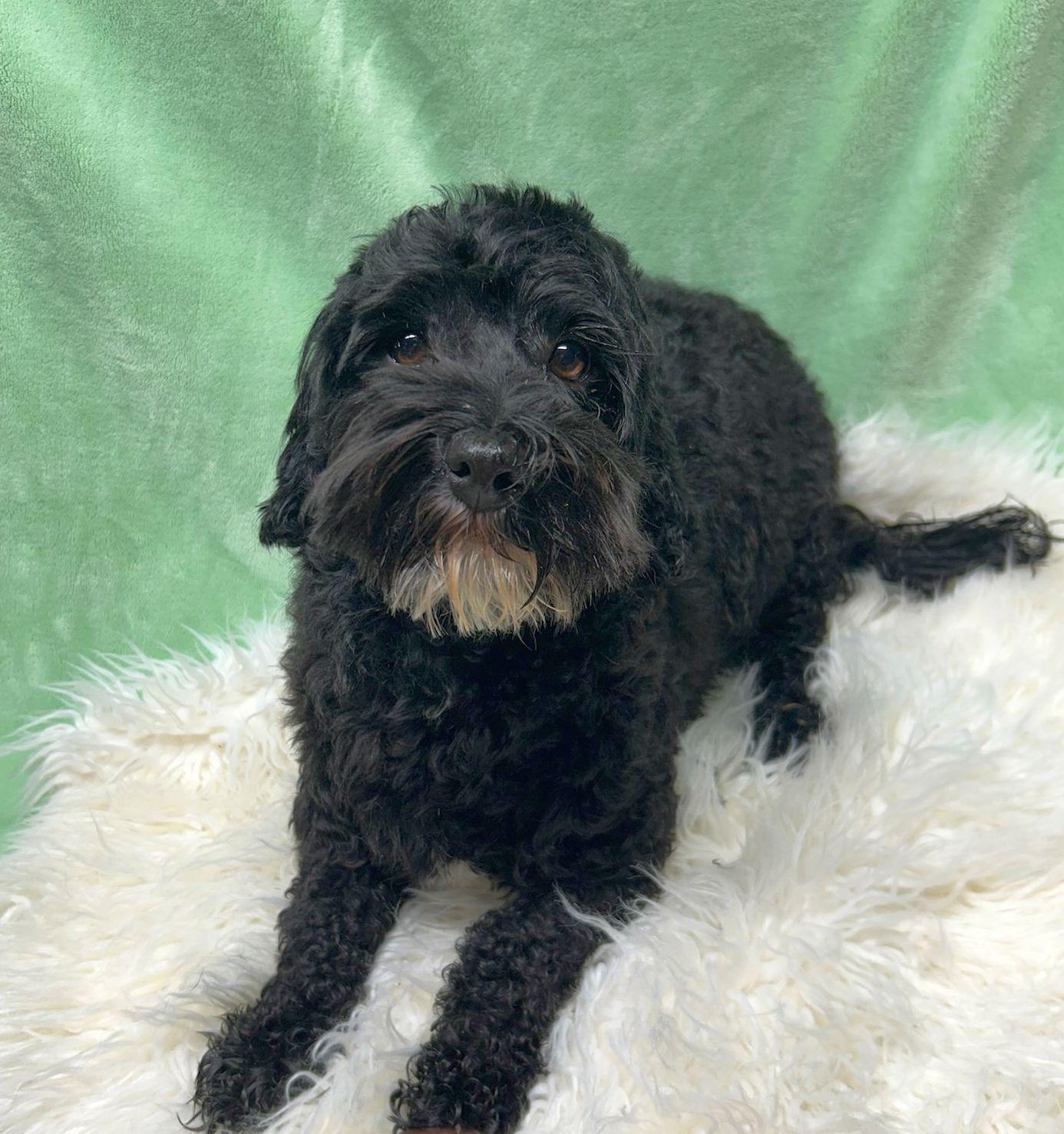 Enlarge MATEO (ohiosdrescue@gmail.com), a ADOPTABLE Havanese in Elyria, OH image 3/3