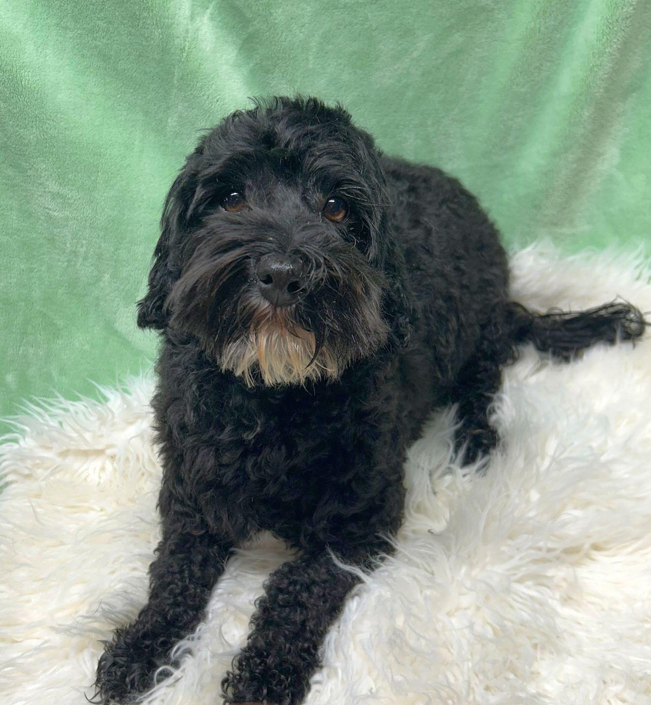 MATEO (ohiosdrescue@gmail.com), ADOPTABLE, Adult Male Havanese.
