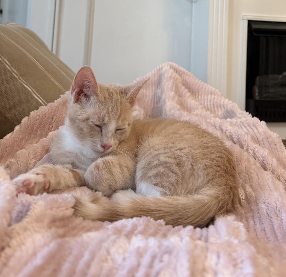 Enlarge Venus, a Adoptable mixed breed in Vienna , VA image 1/6