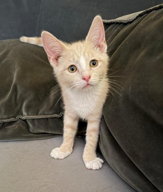Venus, a Adoptable mixed breed in Vienna , VA image 3/6