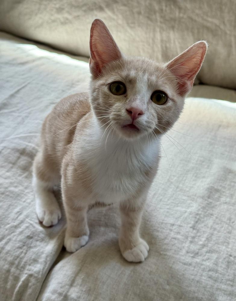 Enlarge Venus, a Adoptable mixed breed in Vienna , VA image 3/6