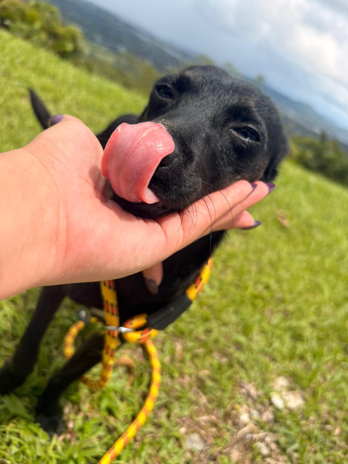 Enlarge Frida, a ADOPTABLE Mixed Breed in Morristown, NJ image 5/5