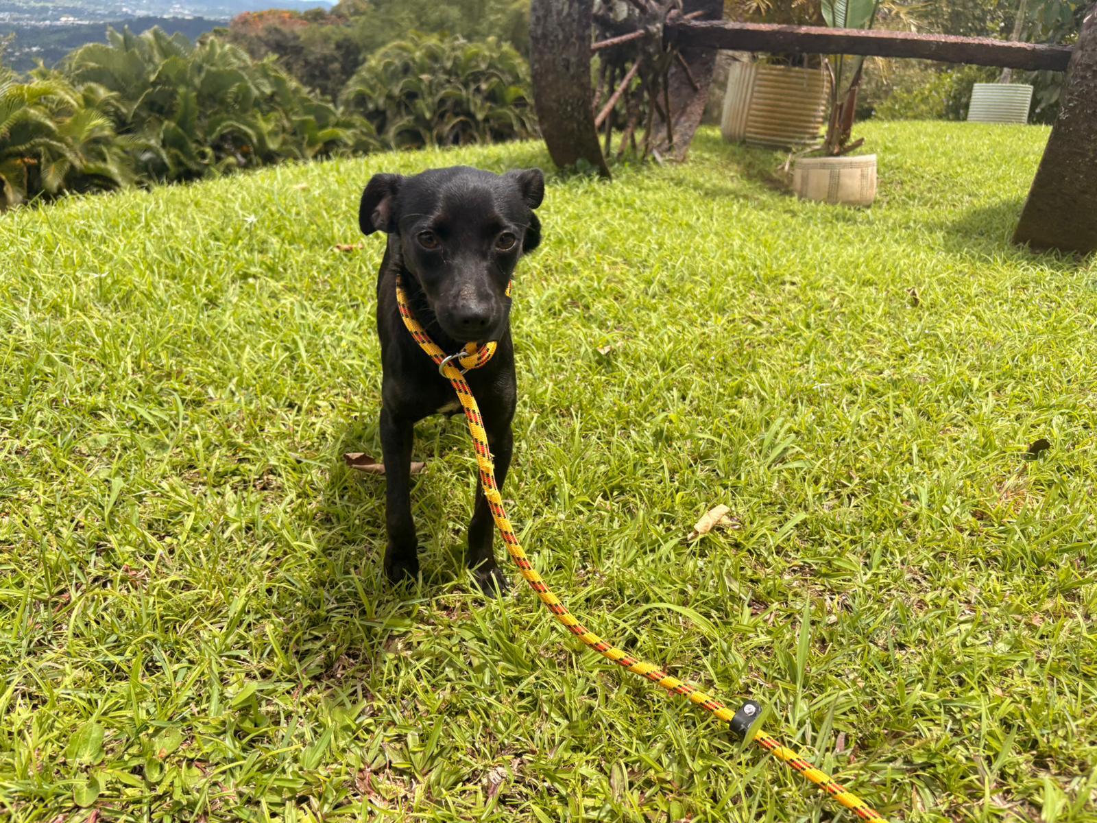 Frida, ADOPTABLE, Young Female Mixed Breed.
