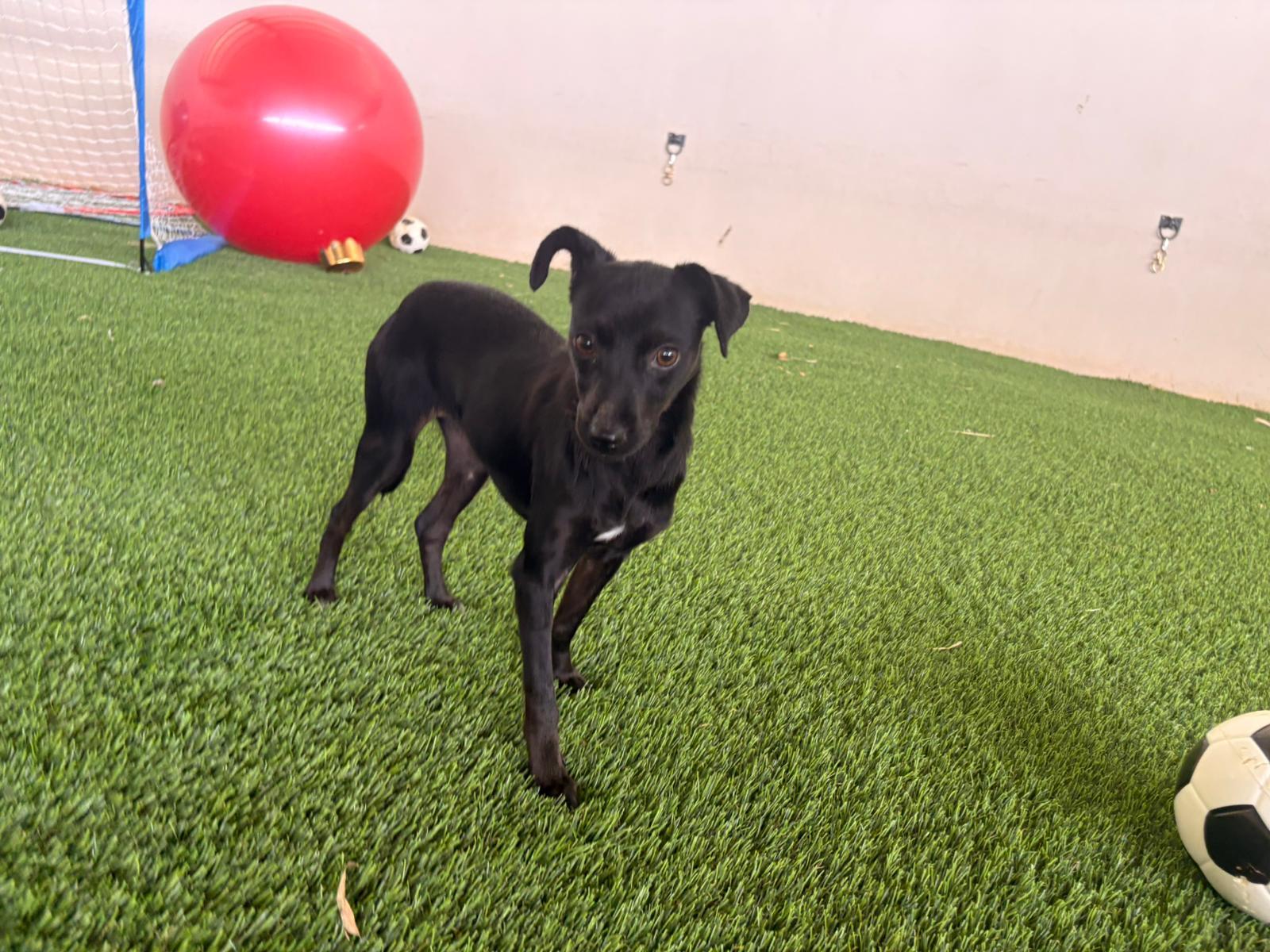 Enlarge Frida, a ADOPTABLE Mixed Breed in Morristown, NJ image 2/5