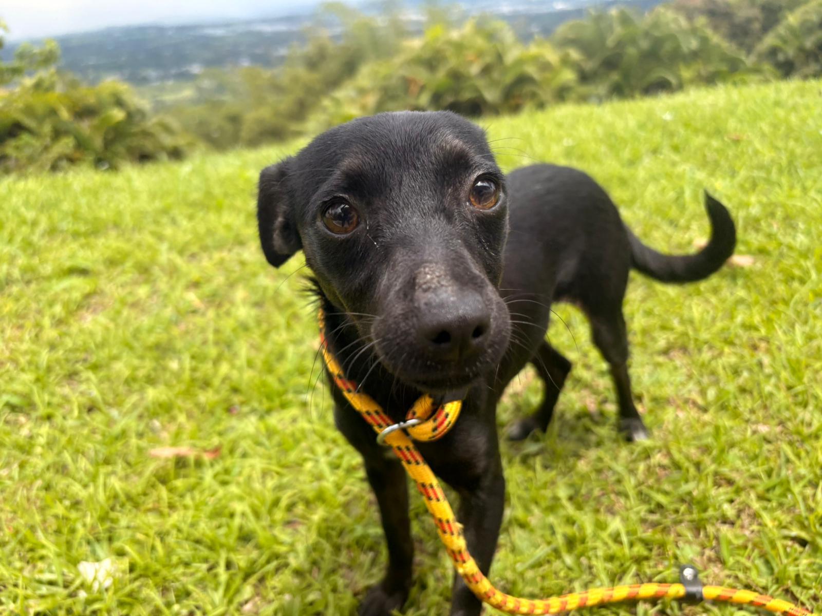 Enlarge Frida, a ADOPTABLE Mixed Breed in Morristown, NJ image 4/5
