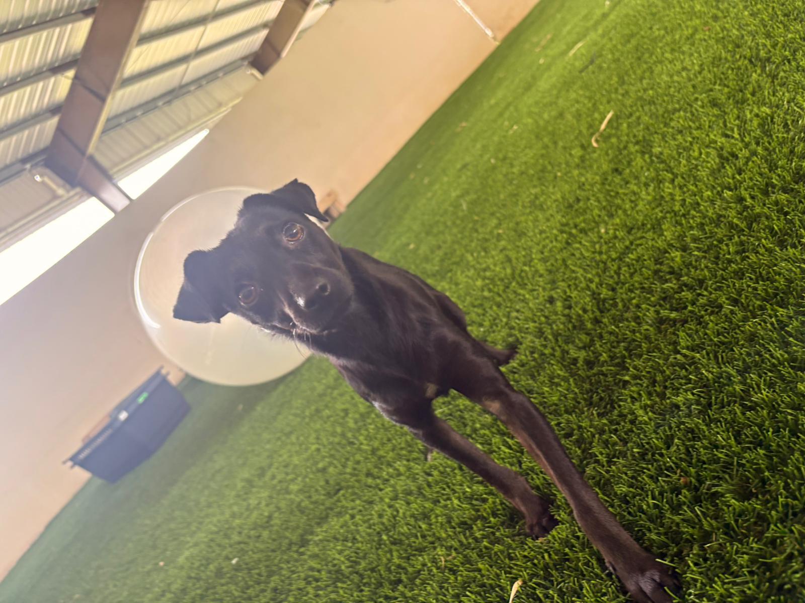 Enlarge Frida, a ADOPTABLE Mixed Breed in Morristown, NJ image 3/5