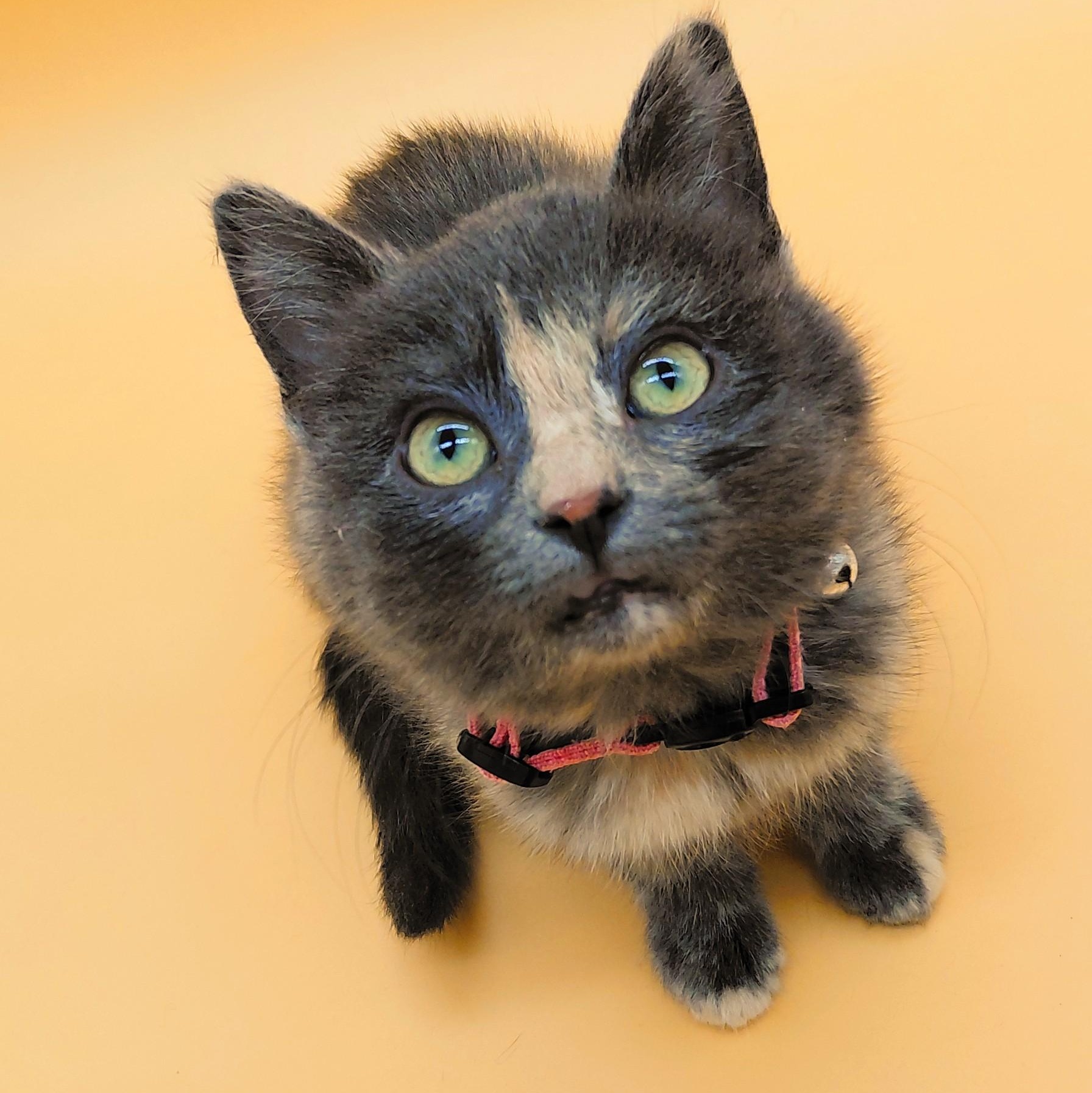 Enlarge Jovie, an adopted mixed breed in Springfield, MO image 2/6