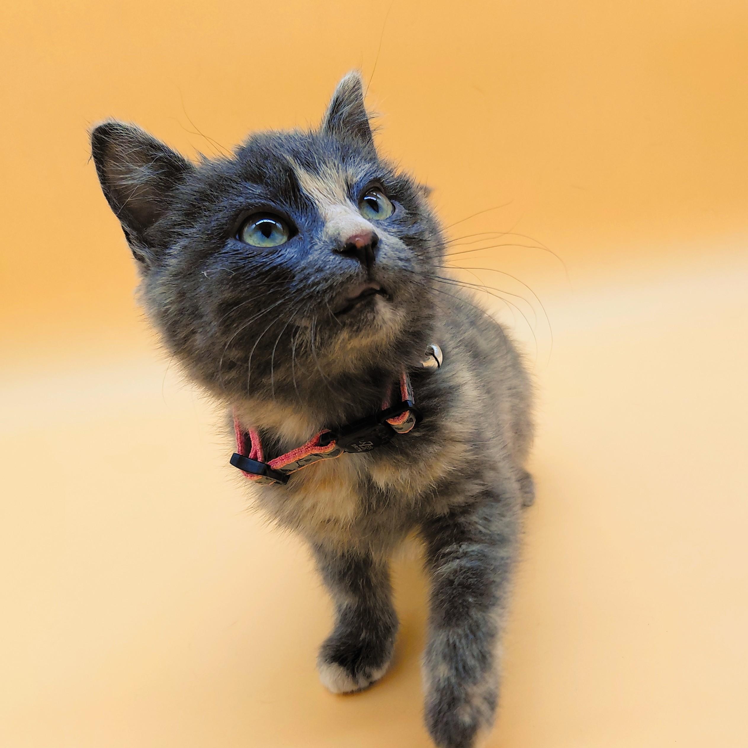 Jovie, adopted, Kitten Female Domestic Short Hair.