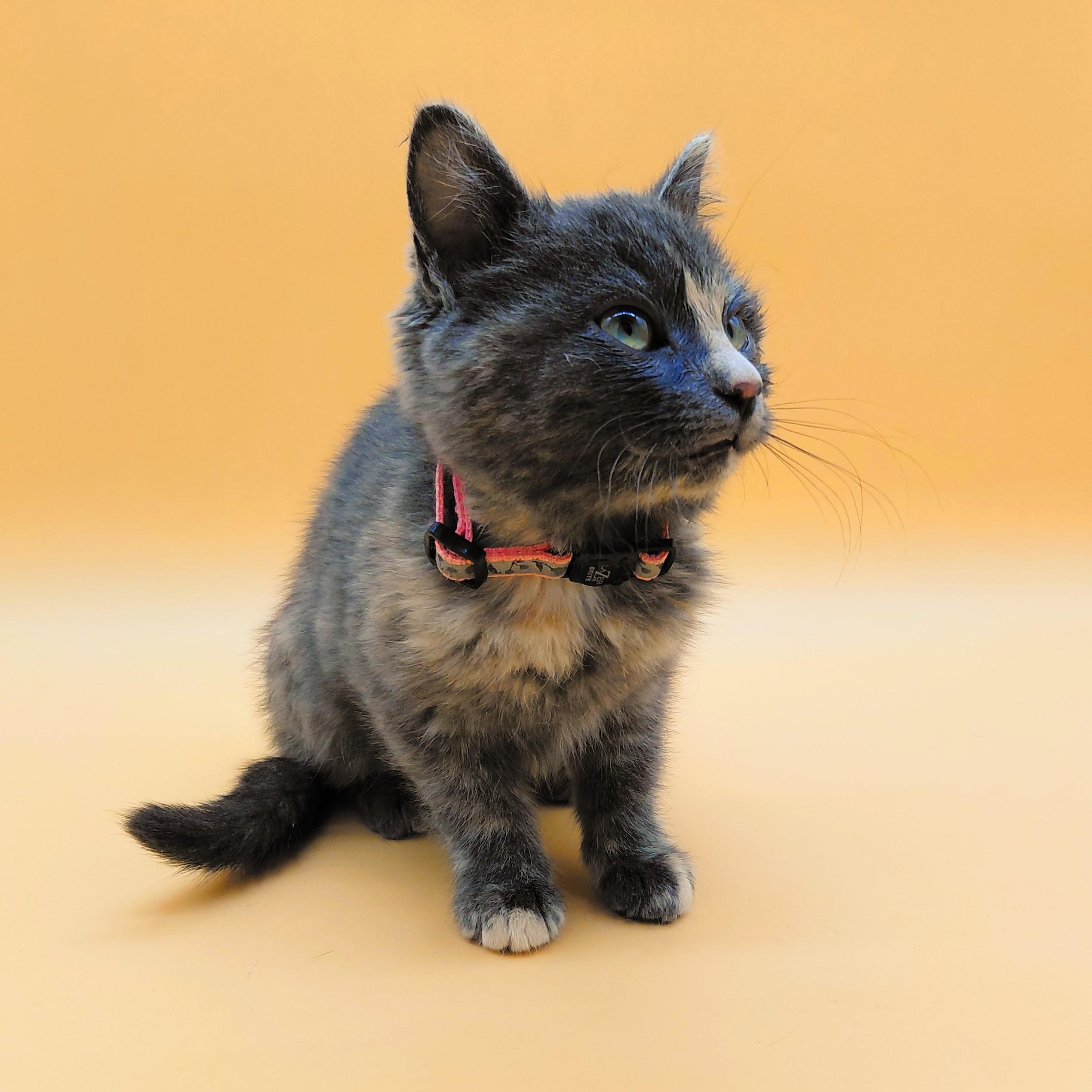 Enlarge Jovie, an adopted mixed breed in Springfield, MO image 4/6