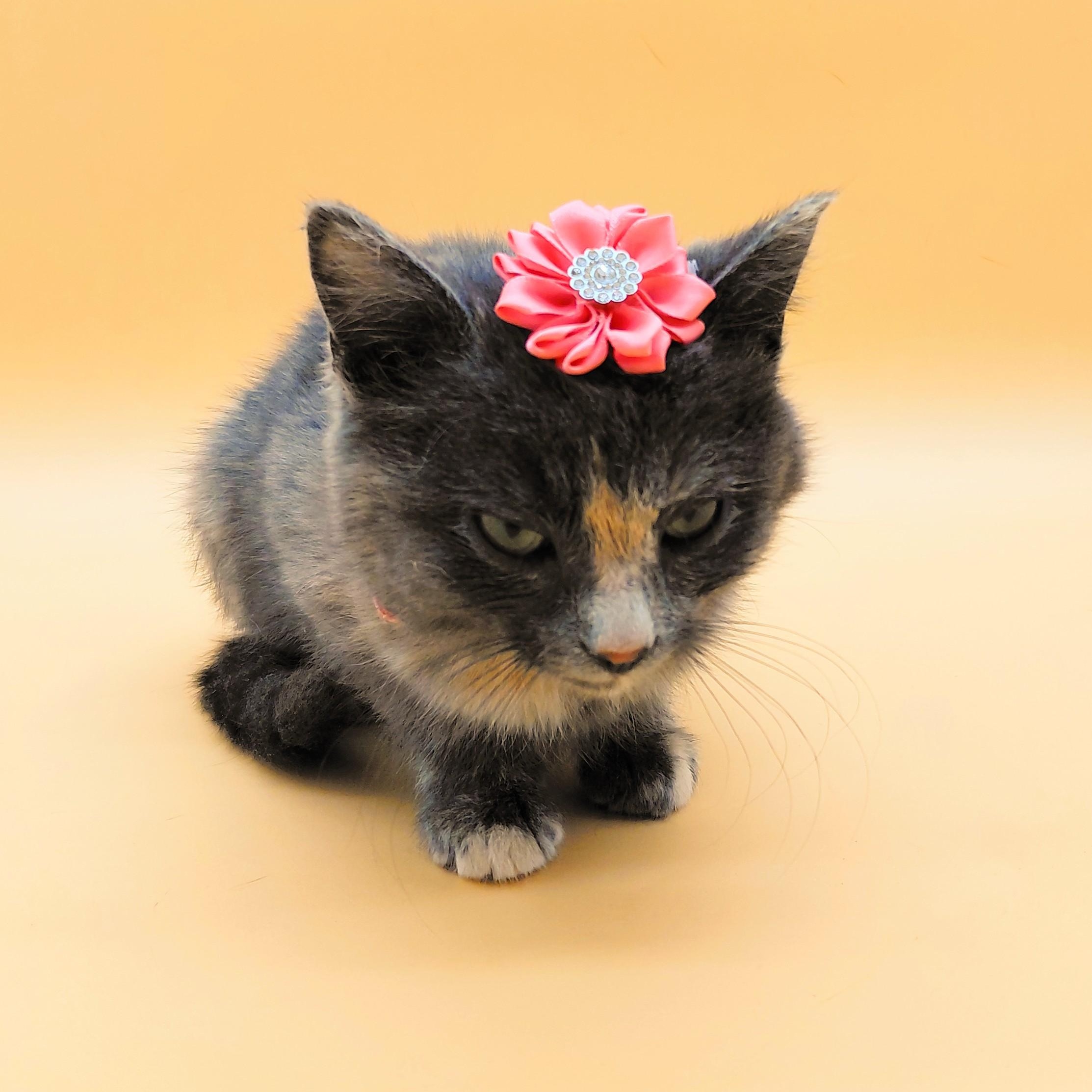 Enlarge Jovie, an adopted mixed breed in Springfield, MO image 5/6