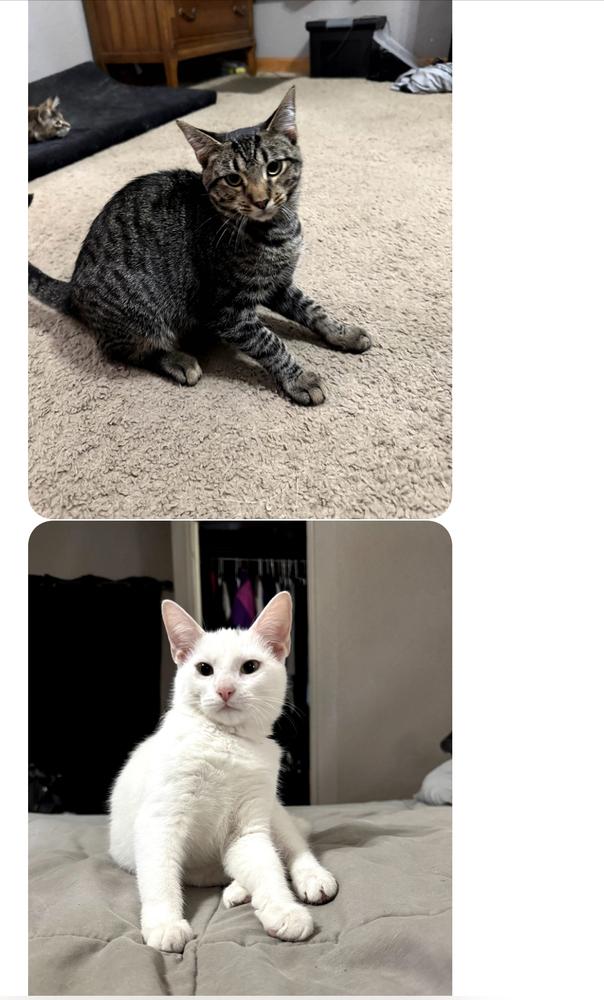 Enlarge Kodiak FKA Tilted Kilt brown, a Adoptable mixed breed in Ocala, FL image 1/2