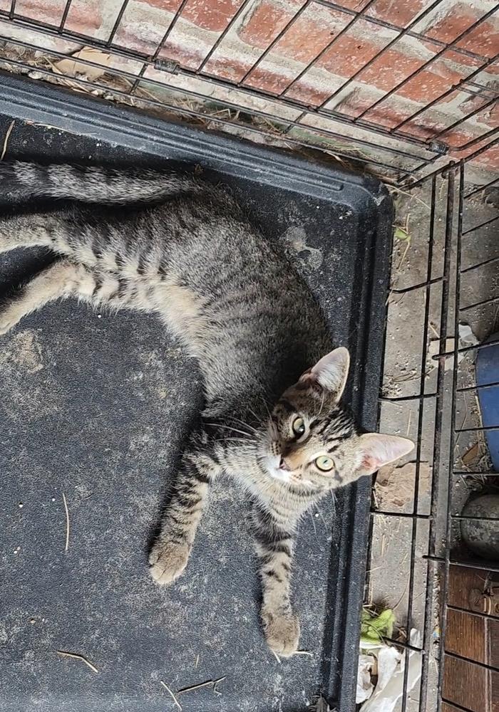 Enlarge Kodiak FKA Tilted Kilt brown, a Adoptable mixed breed in Ocala, FL image 2/2