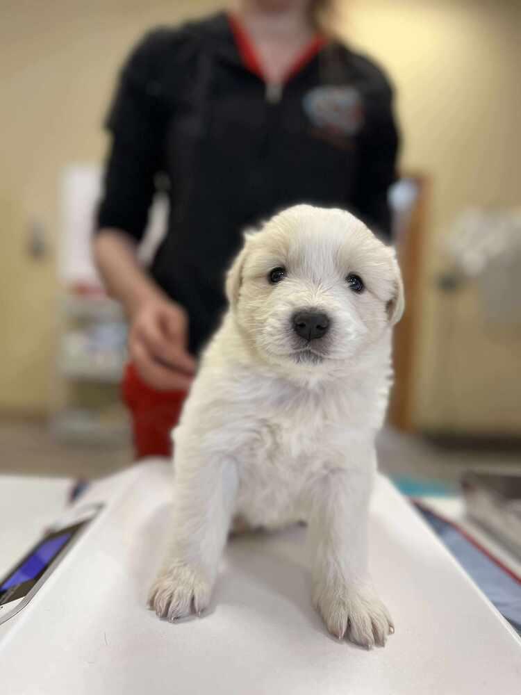 Romeo, Adoptable, Puppy Male Great Pyrenees.