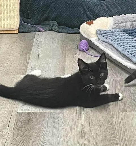 Merlot, Adoptable, Young Male Domestic Short Hair.