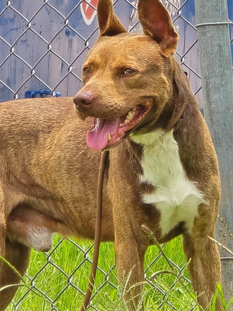 Enlarge Simba, a Adoptable Pit Bull Terrier in Humble, TX image 1/1