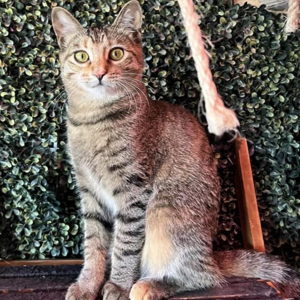 Enlarge Patches A25-257, a Adoptable Domestic Short Hair in SANTA ROSA BEACH, FL image 2/6
