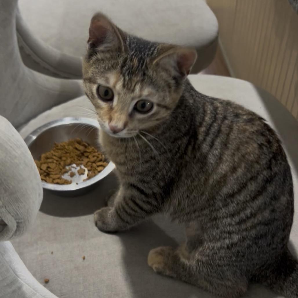 Patches A25-257, Adoptable, Young Female Domestic Short Hair.