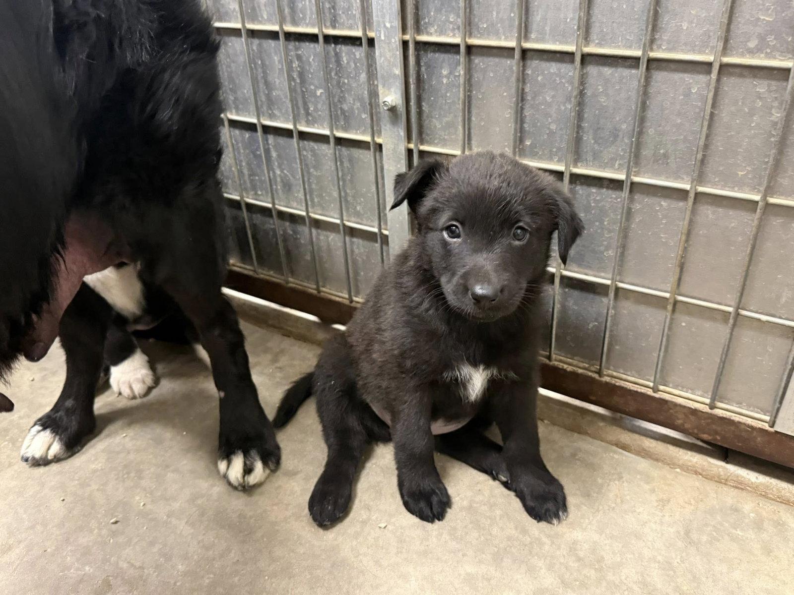 Papaya, Adoptable, Puppy Female Labrador Retriever & Flat-Coated Retriever.