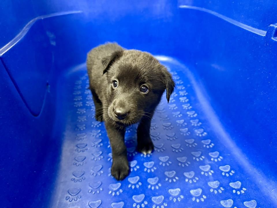 Papaya, a Adoptable mixed breed in Phoenix, AZ image 2/3