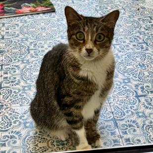 Sky, Adoptable, Adult Female American Bobtail & Domestic Short Hair.