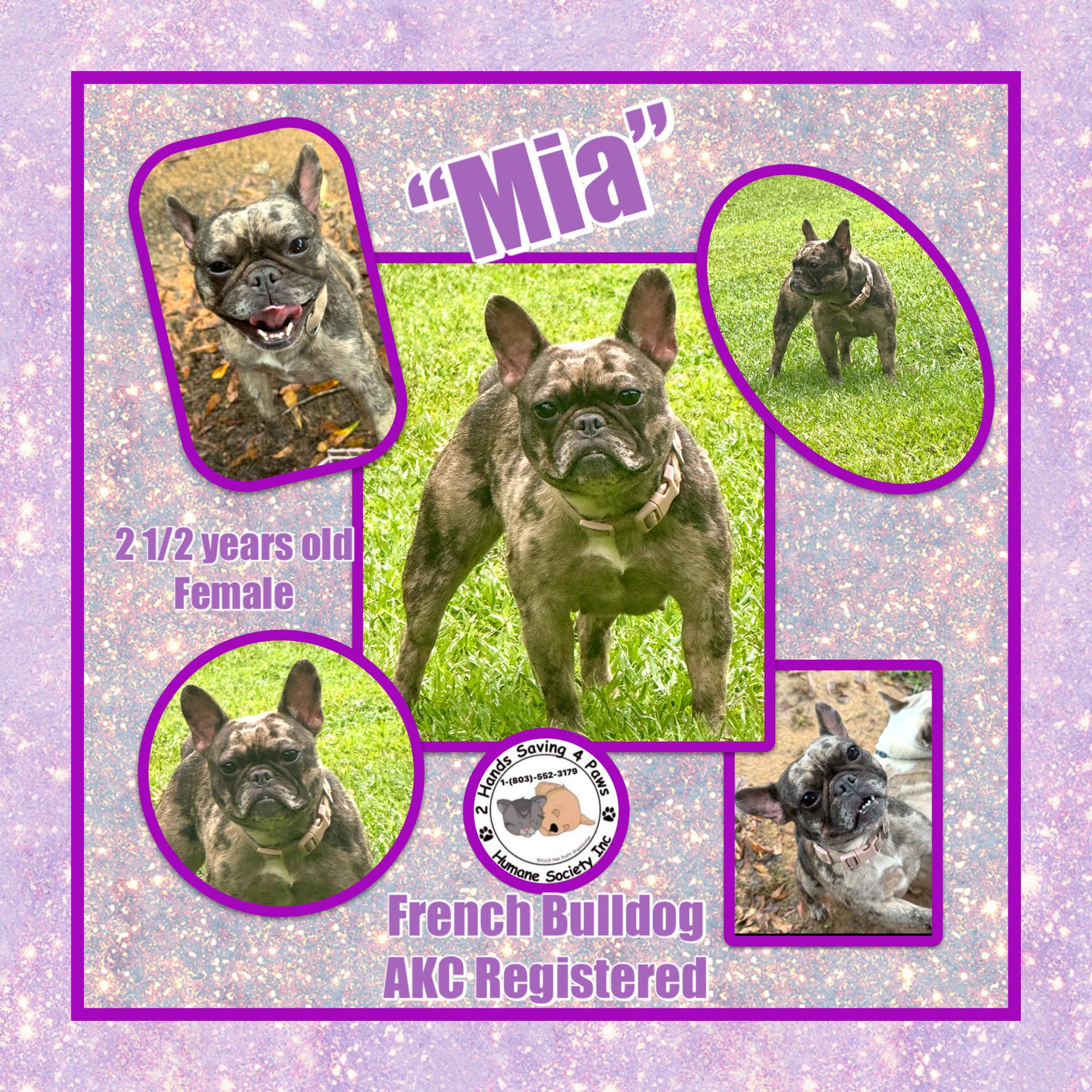 Mia, Adult Female unknown