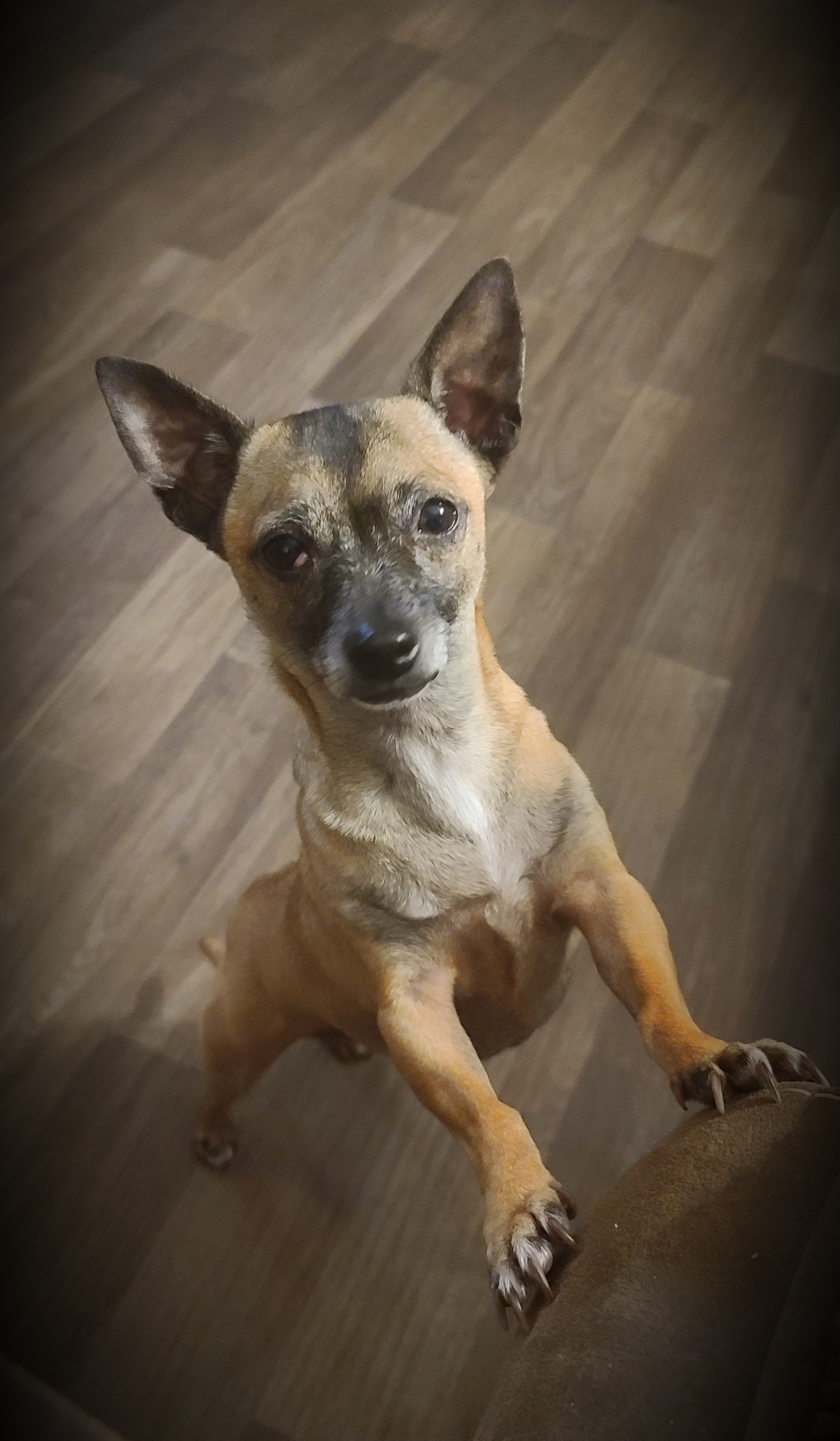 Andesine, Adoptable, Adult Female Chihuahua.