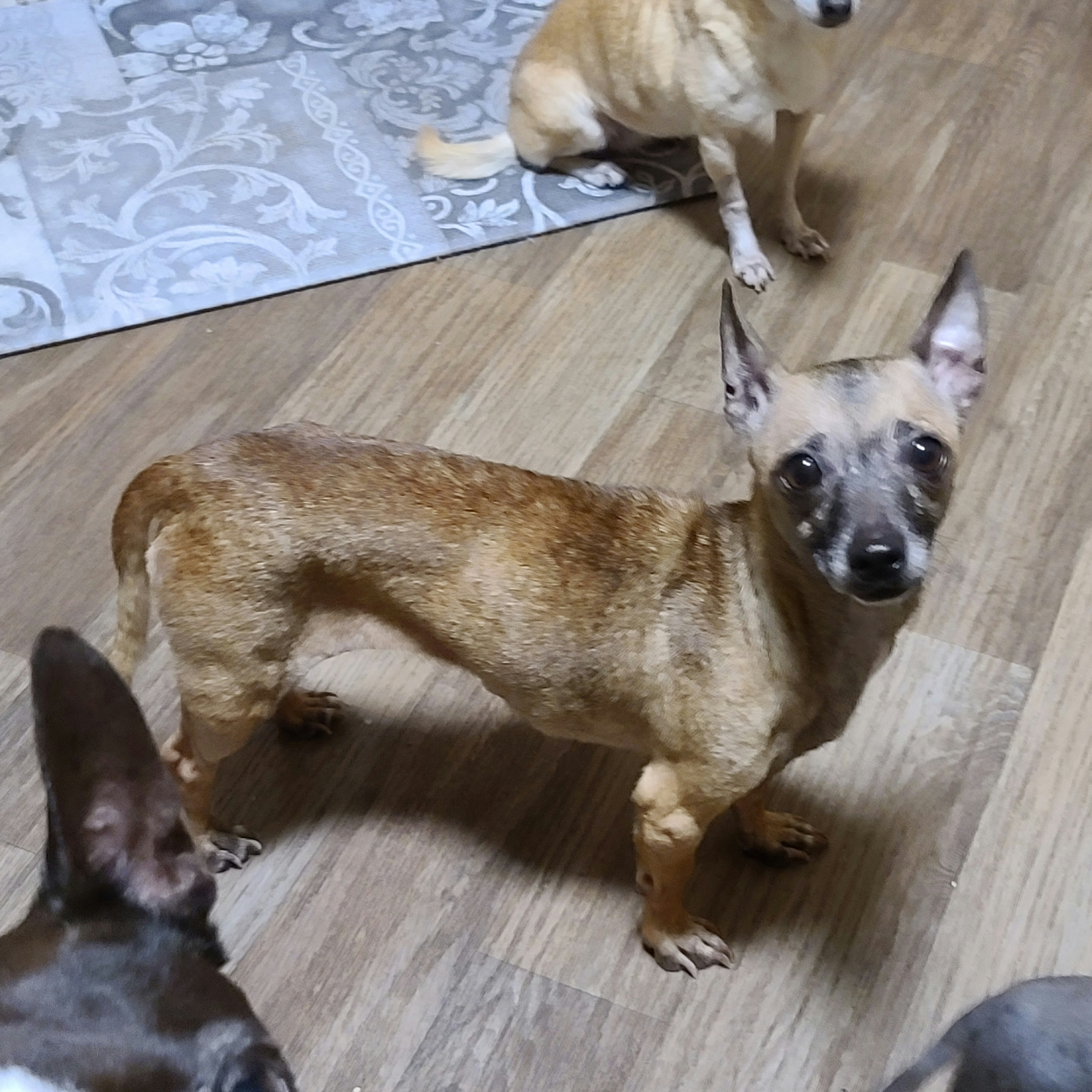 Andesine, a Adoptable Chihuahua in Ladson, SC image 2/3