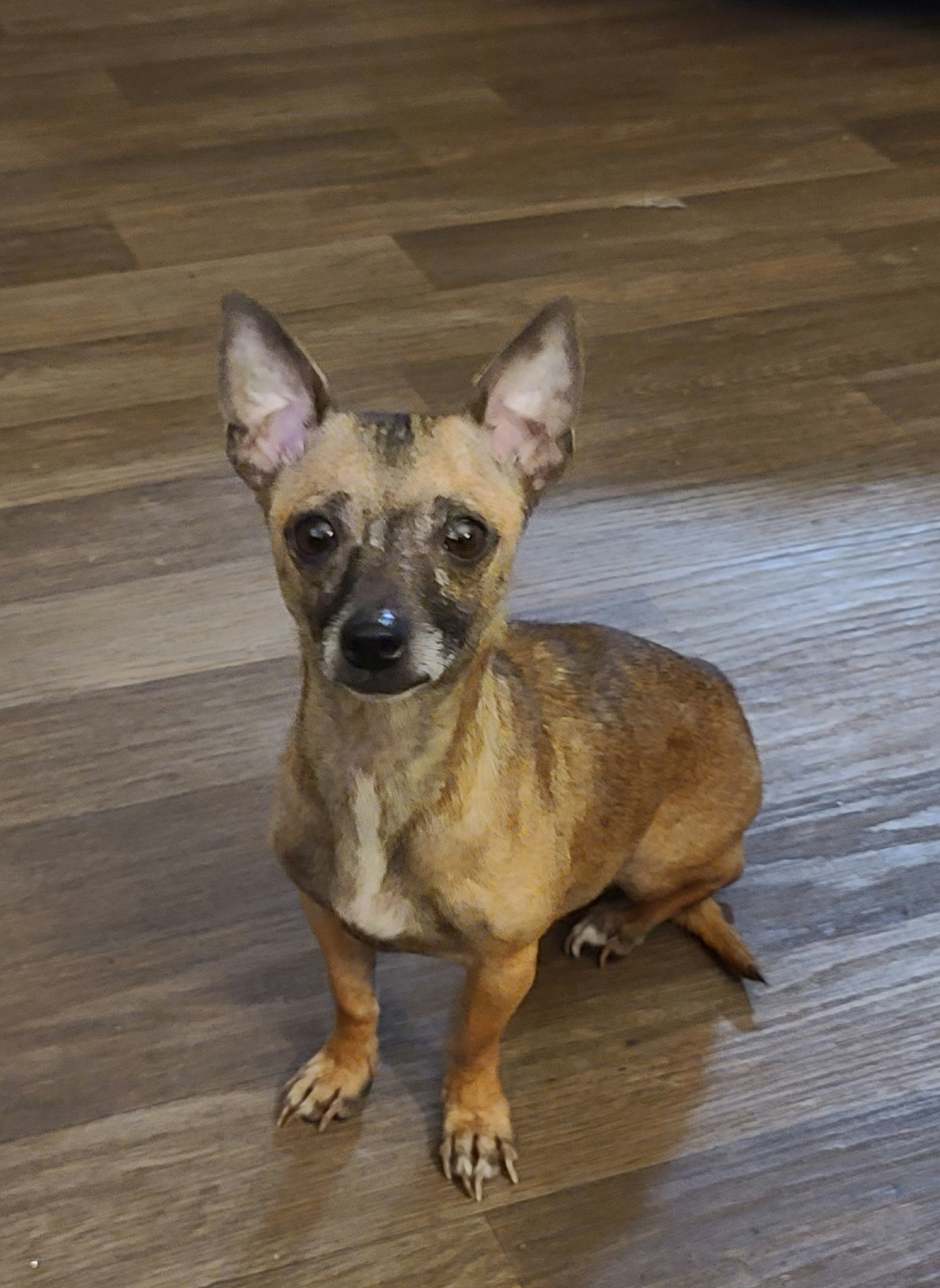 Andesine, a Adoptable Chihuahua in Ladson, SC image 3/3