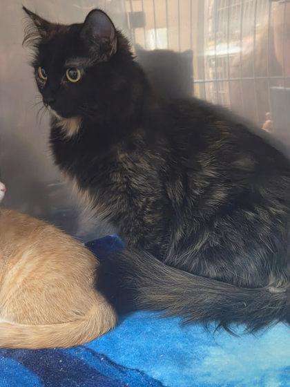Reba, ADOPTABLE, Adult Female Domestic Long Hair.