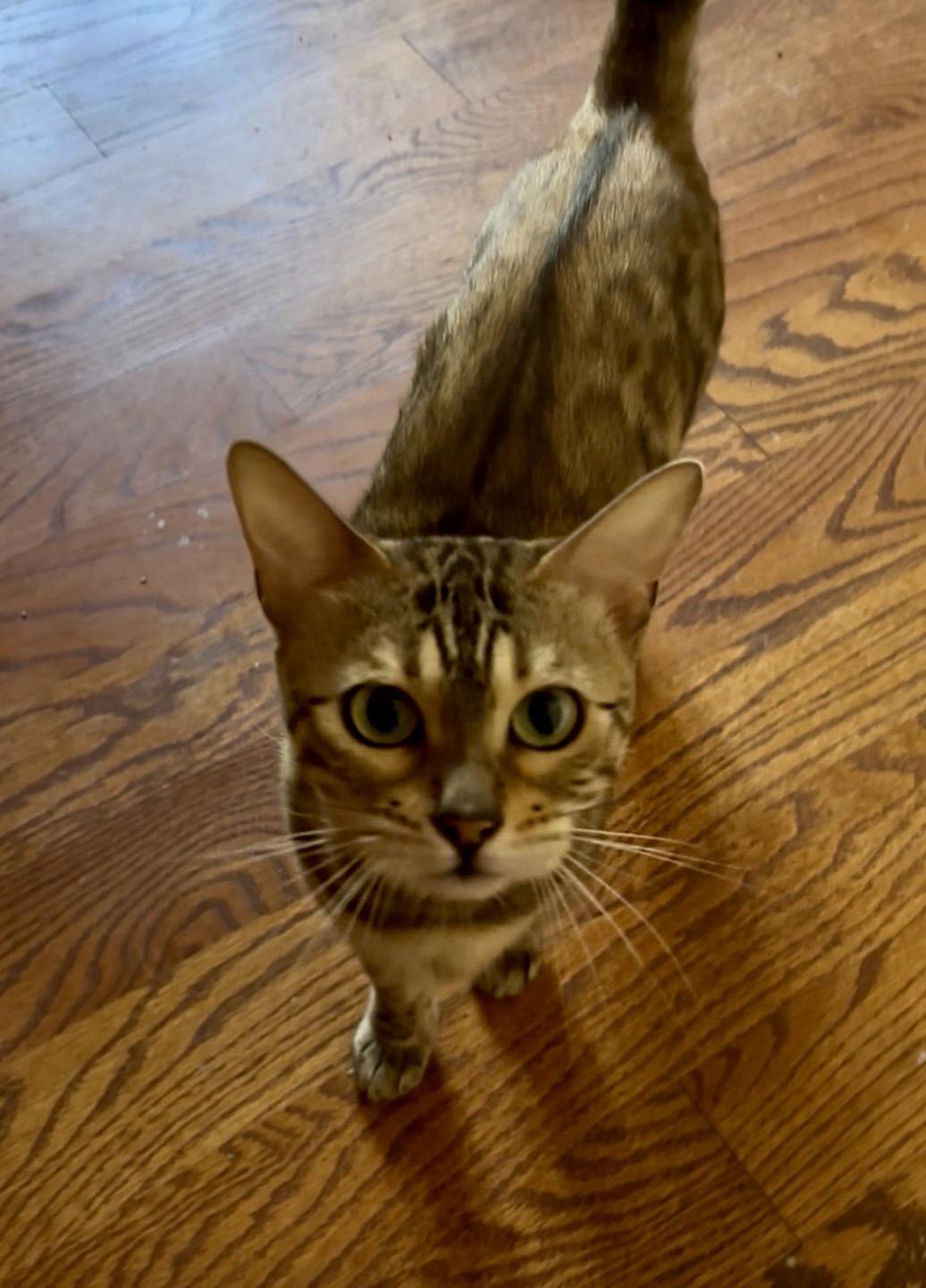 Enlarge Calliope Queen, a Adopted mixed breed in Philadelphia, PA image 4/5