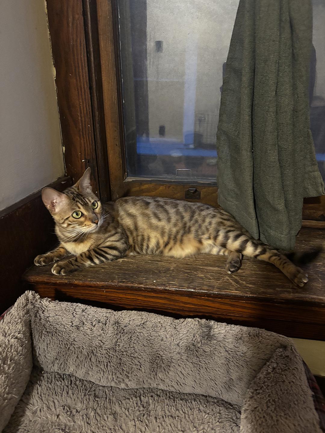 Calliope Queen, Adopted, Adult Female Domestic Short Hair & Bengal.
