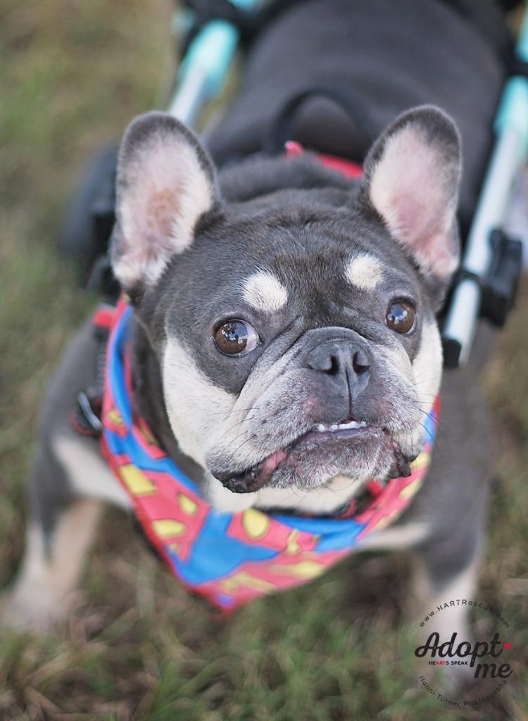 Louie, Adoptable, Senior Male French Bulldog.