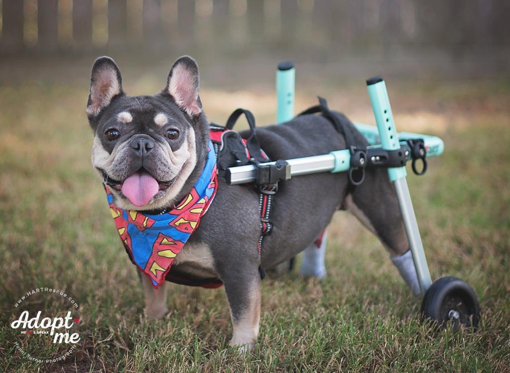Louie, a Adoptable French Bulldog in Hockley, TX image 2/6