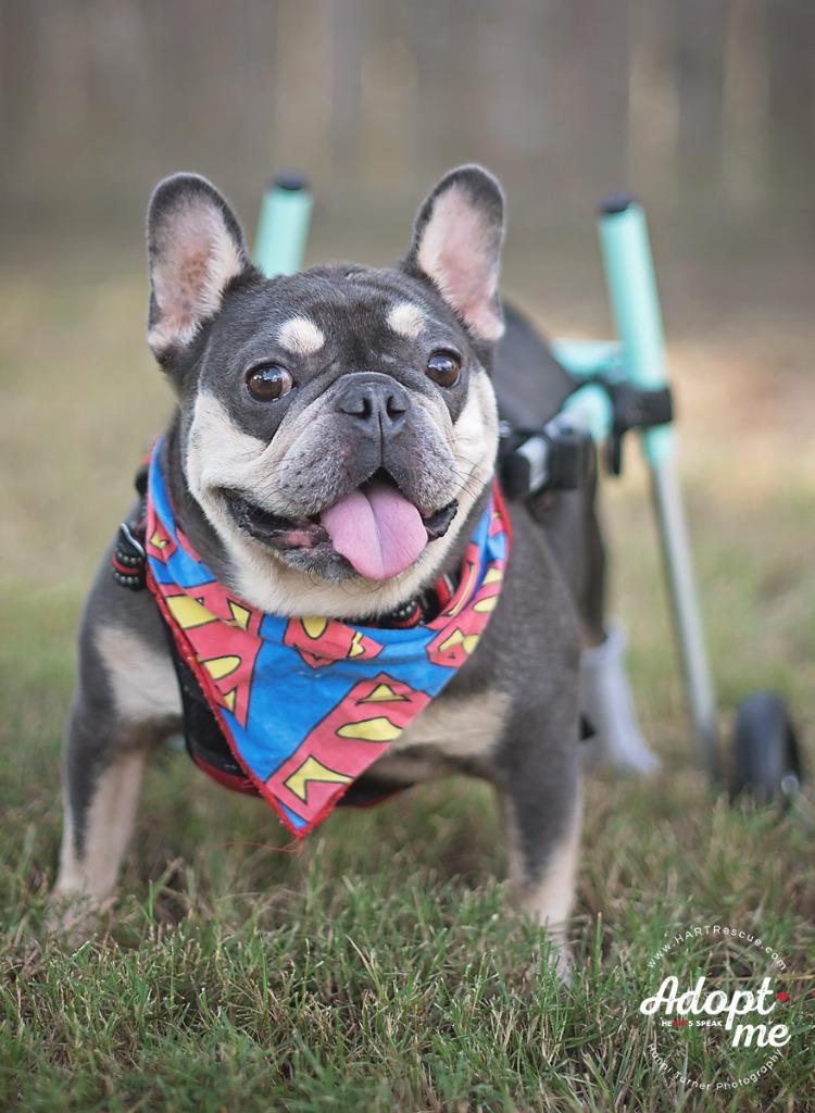 Louie, a Adoptable French Bulldog in Hockley, TX image 3/6
