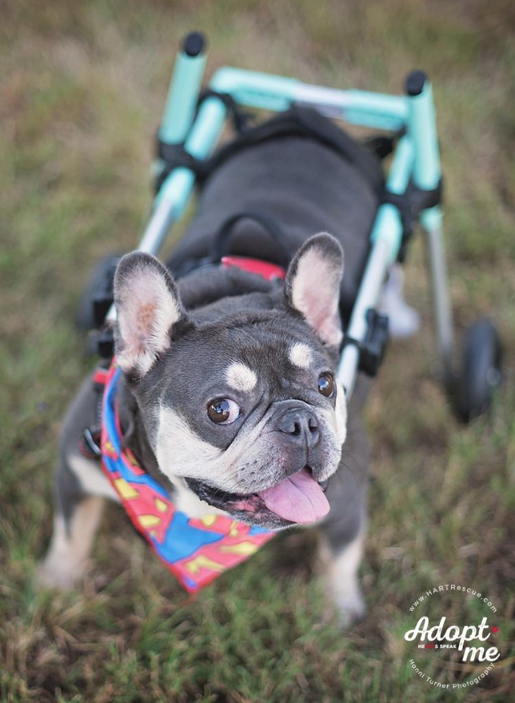 Louie, a Adoptable French Bulldog in Hockley, TX image 4/6