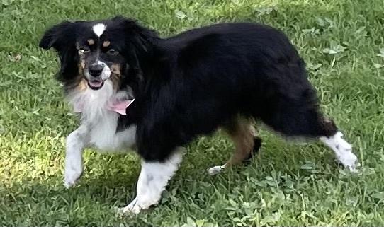 Kyla, a Adopted Australian Shepherd in Minneapolis, KS image 1/5
