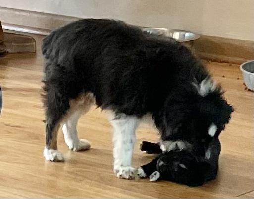 Kyla, a Adopted Australian Shepherd in Minneapolis, KS image 2/5