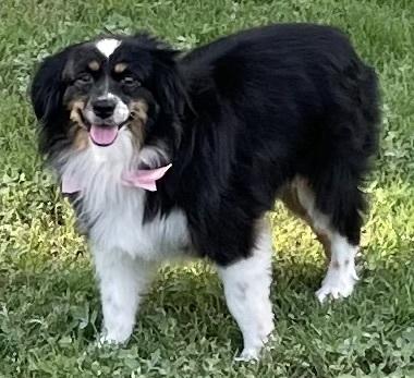 Kyla, a Adopted Australian Shepherd in Minneapolis, KS image 3/5