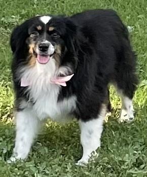Kyla, a Adopted Australian Shepherd in Minneapolis, KS image 4/5