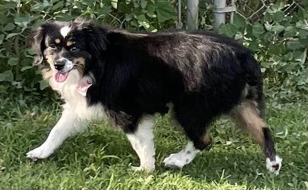 Kyla, a Adopted Australian Shepherd in Minneapolis, KS image 5/5