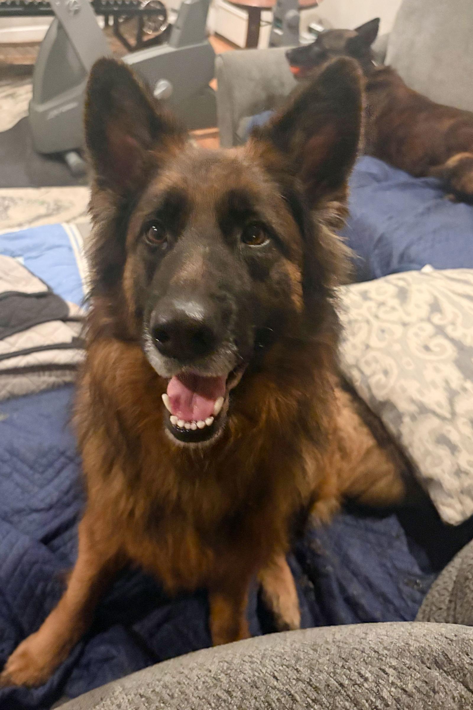 Idunn 7276, Adoptable, Adult Female German Shepherd Dog.