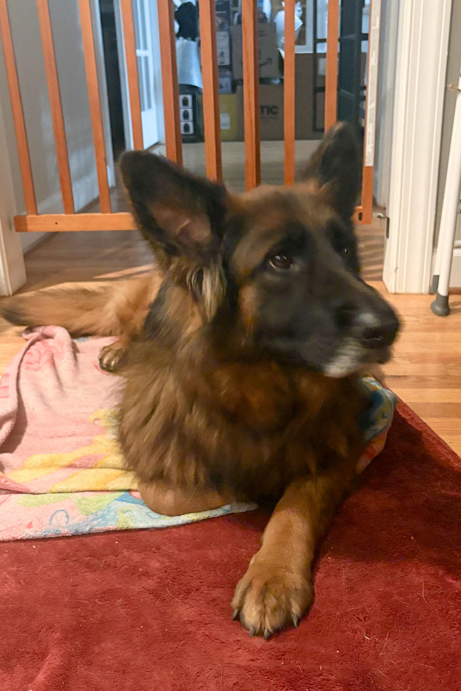 Enlarge Idunn 7276, a Adoptable German Shepherd Dog in Centreville, VA image 2/3