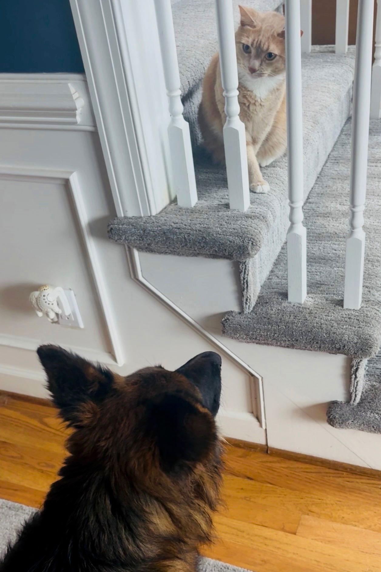 Enlarge Idunn 7276, a Adoptable German Shepherd Dog in Centreville, VA image 3/3