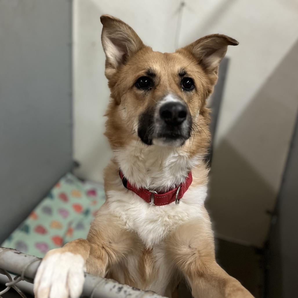Tally, Adoptable, Adult Female Shepherd & Collie.
