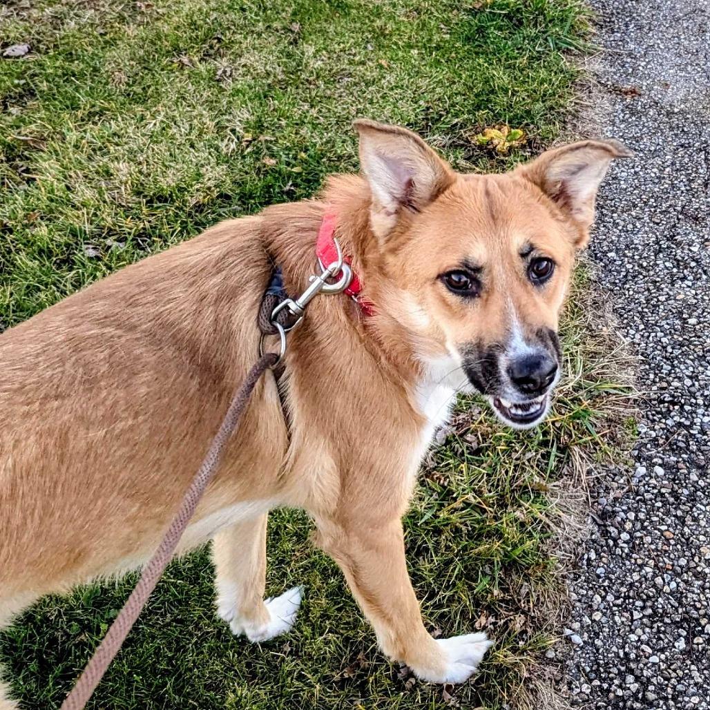 Enlarge Tally, a Adoptable mixed breed in Marysville, OH image 2/6