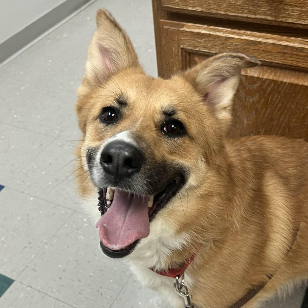 Enlarge Tally, a Adoptable mixed breed in Marysville, OH image 3/6
