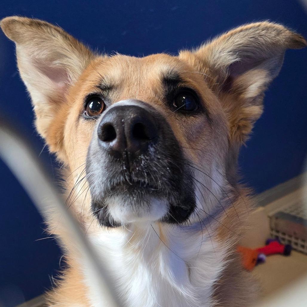 Enlarge Tally, a Adoptable mixed breed in Marysville, OH image 4/6