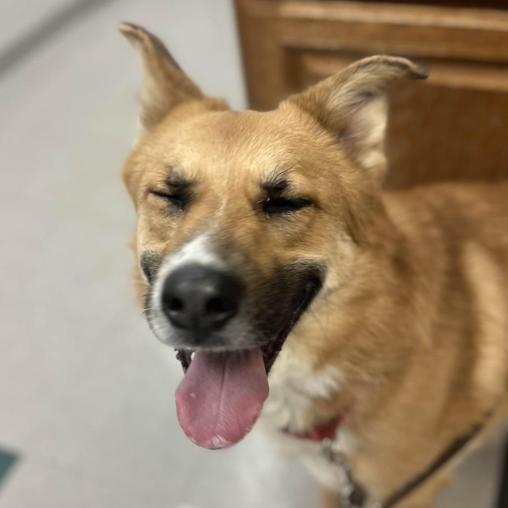 Enlarge Tally, a Adoptable mixed breed in Marysville, OH image 5/6