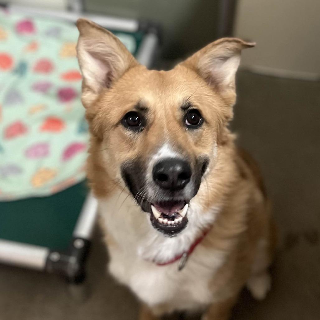 Enlarge Tally, a Adoptable mixed breed in Marysville, OH image 6/6